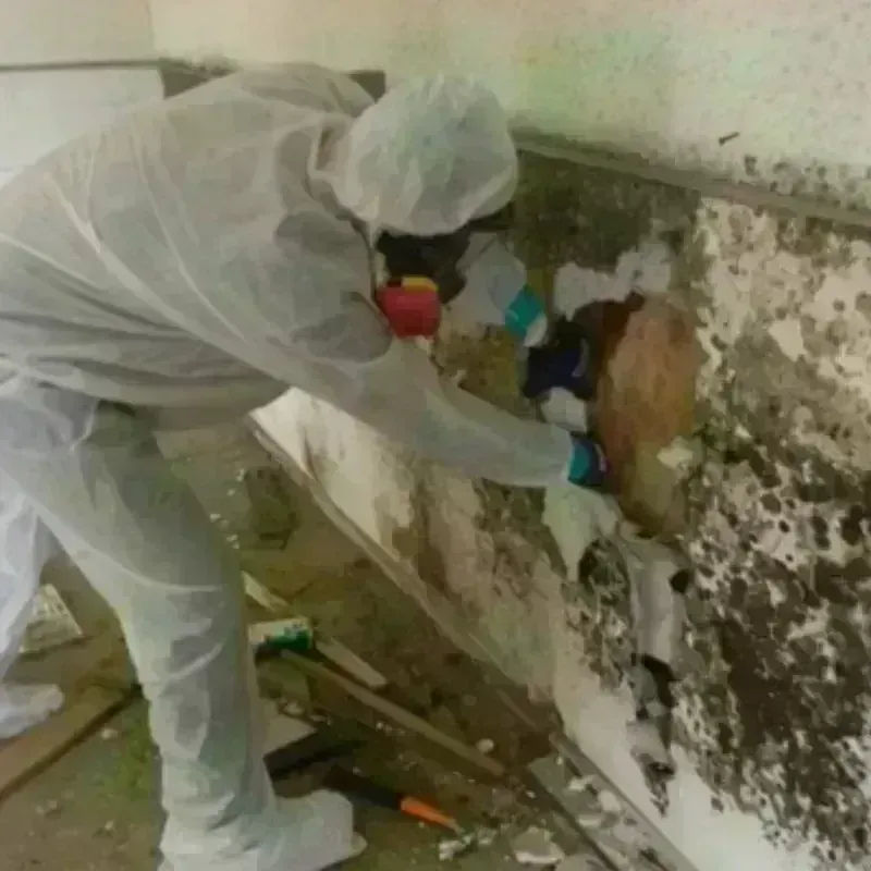 Mold Remediation and Removal in Hillandale, MD